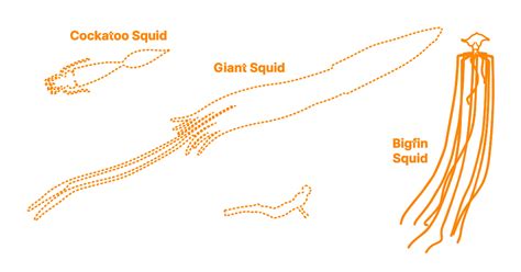 magnapinna squid size comparison